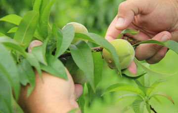 Roussanne peaches