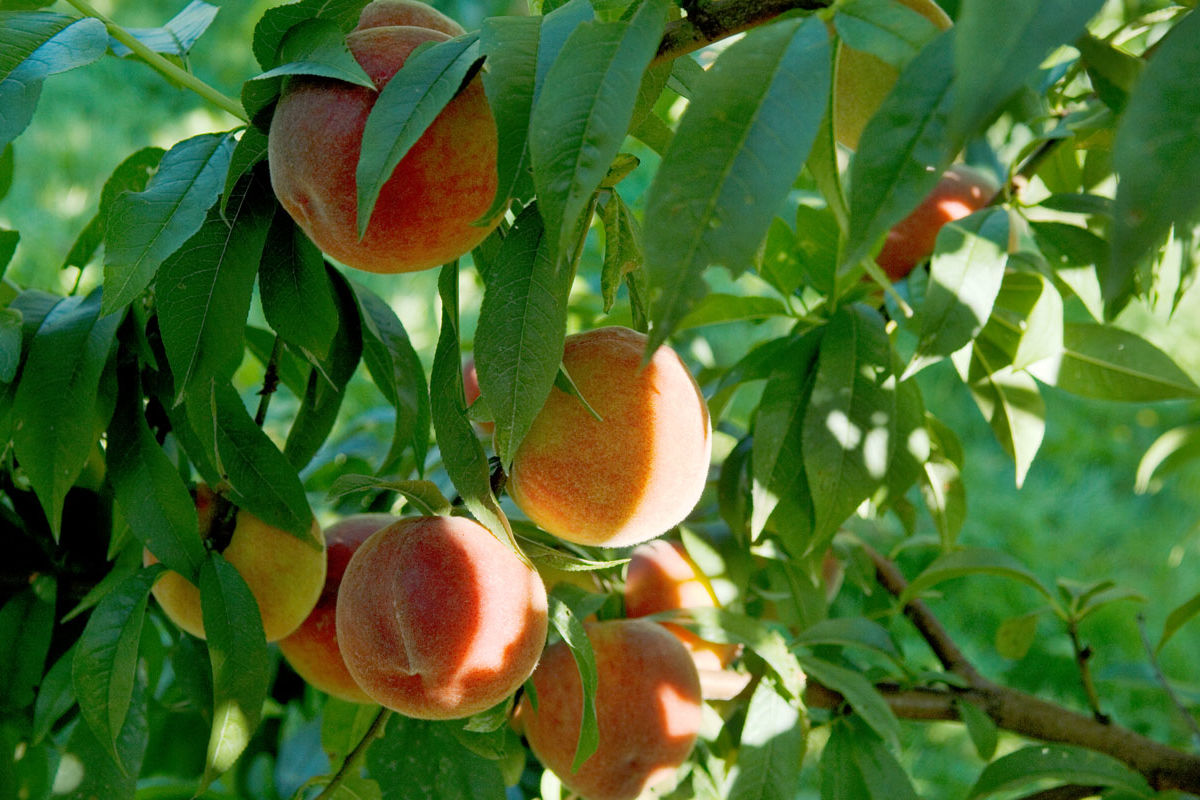 Roussanne peaches