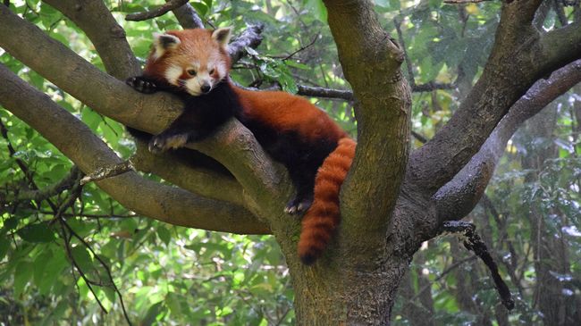 Le zoo d'Asson