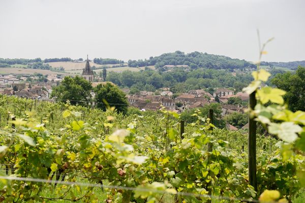 The Moncade vineyard in Orthez