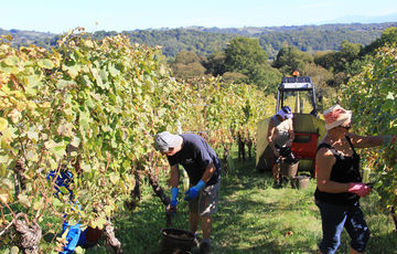 Vendanges des cépages du Jurançon