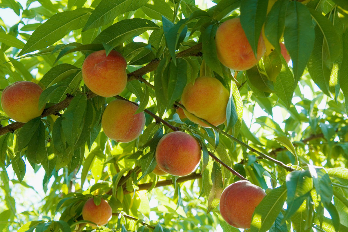 Roussanne peaches