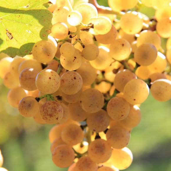 Evenement : Lacq-Orthez, terre de vin - MOURENX