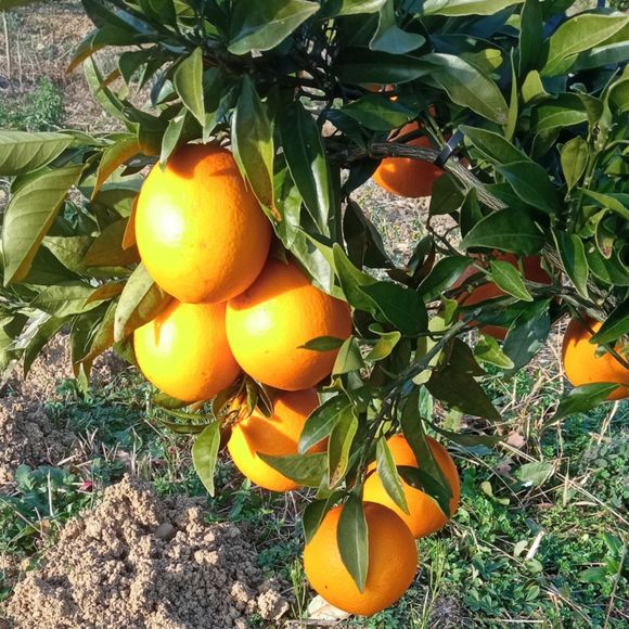 Fête de la nature : Découverte d'un maraîchage rare en Béarn - CUQUERON