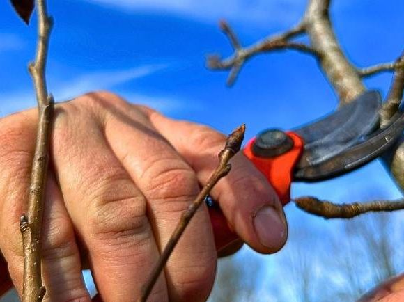 Formation arboriculteur – Initiation à la taille de formation des arbres fruitiers - BIRON