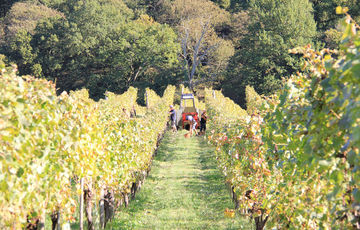Vendanges des cépages du Jurançon