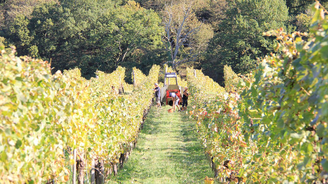 Vendanges des cépages du Jurançon