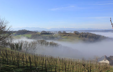 The Jurançon vineyard in winter