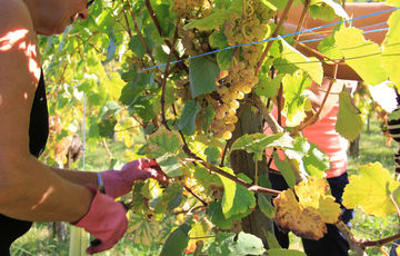 Vendanges des cépages du Jurançon