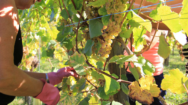 Vendanges des cépages du Jurançon