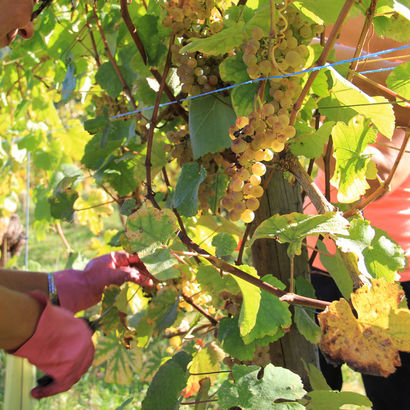 Vendanges des cépages du Jurançon