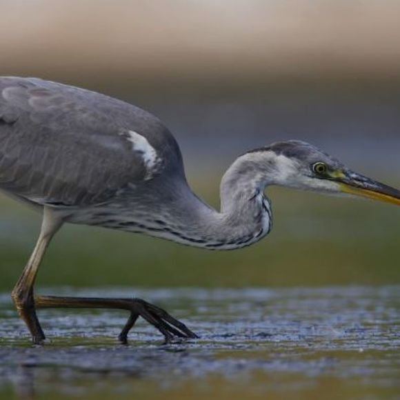 Hérons et Compagnies - BIRON
