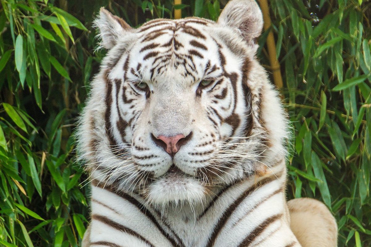 Zoo d'Asson - Tigre blanc venu d'Asie