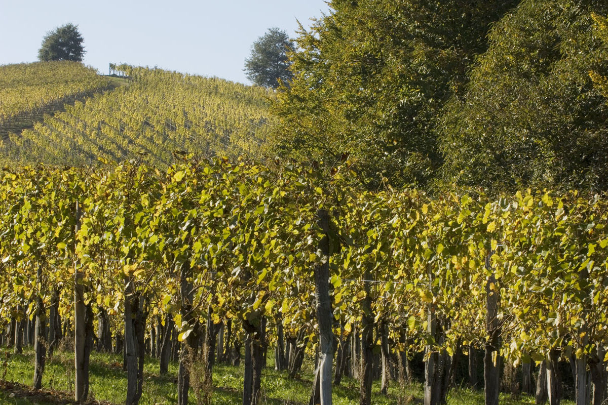 The Jurançon vineyard in Béarn
