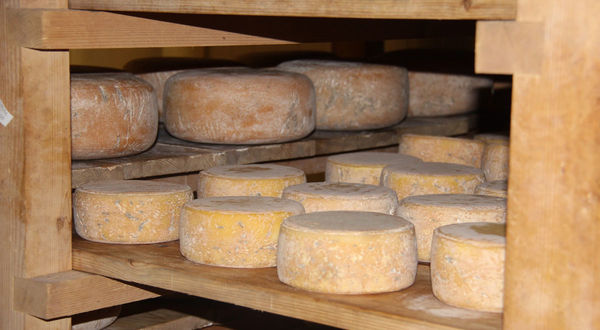 Cheese of the Lait P'tits Béarnais farm in Castétis
