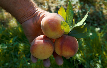 Roussanne peaches