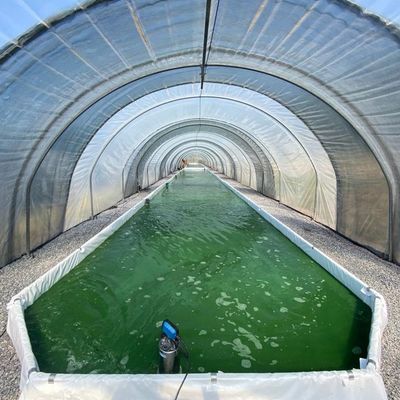 Spiruline d'Aquitaine - ARGAGNON