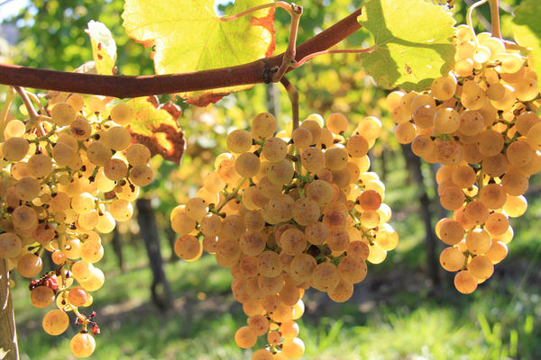 Vignoble du Jurançon en Cœur de Béarn