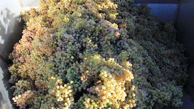 Vendanges des cépages du Jurançon