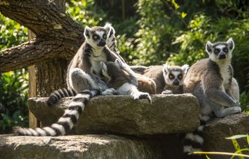 Le zoo d'Asson