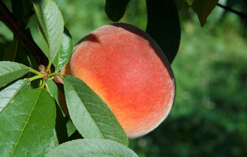 Roussanne peach