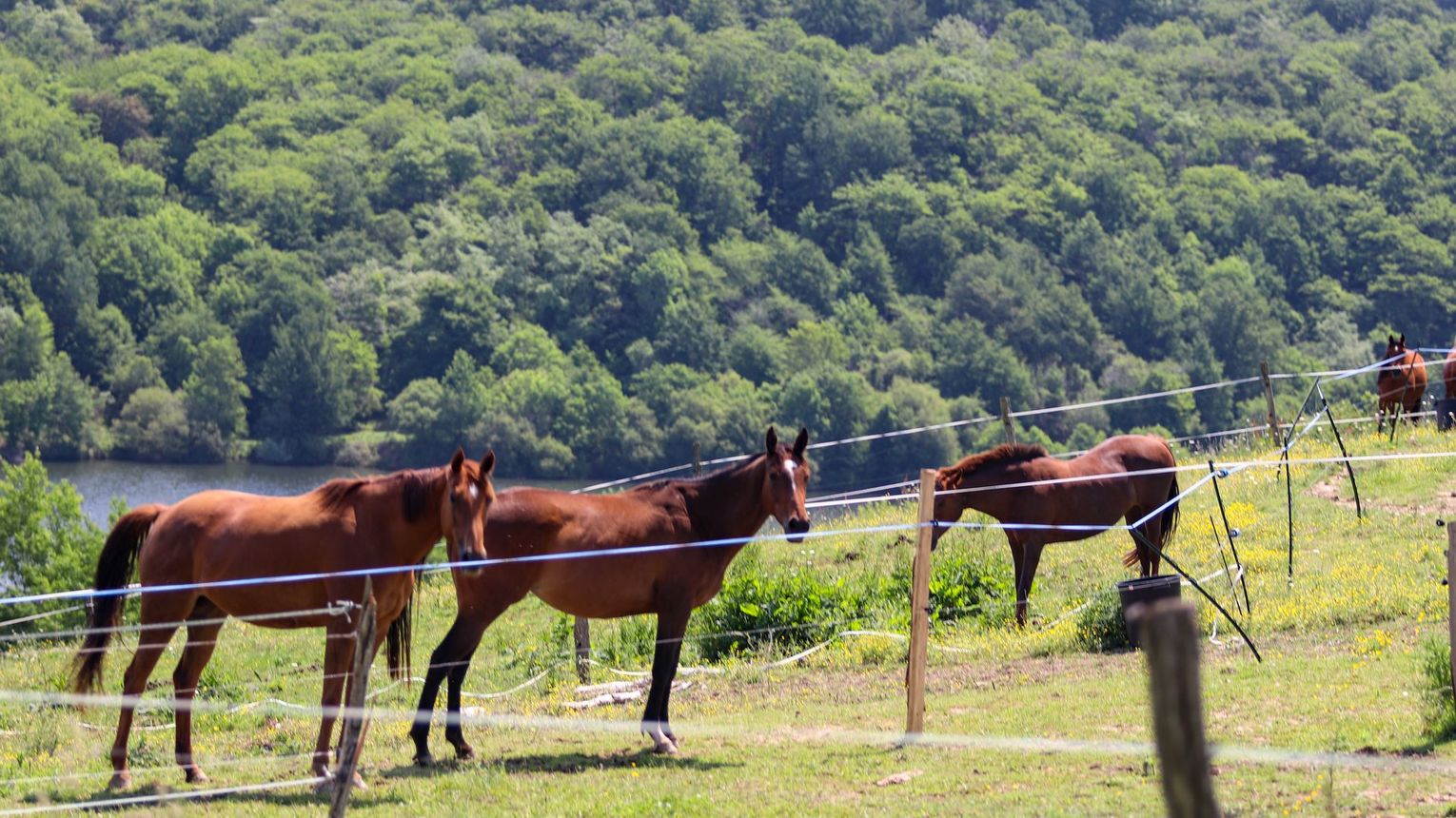 Parc d'aventures à cheval - VIELLESEGURE