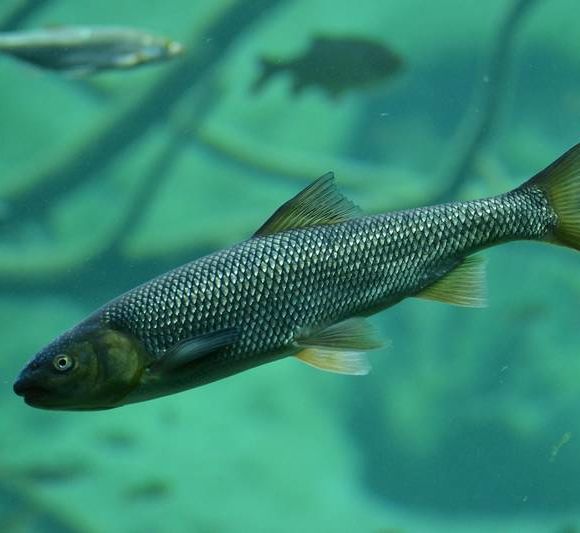 Lâcher de truites - ARTIX