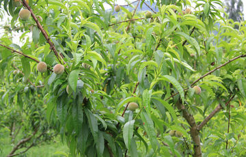 Roussanne peaches