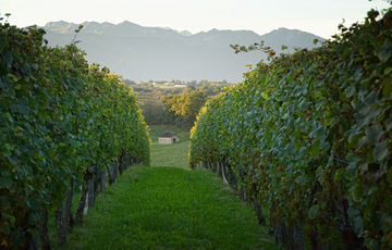 The Jurançon vineyard and the Pyrénées