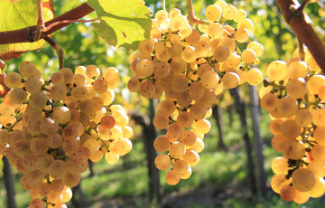 Grapes for the Jurançon wine