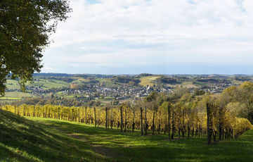 Viewpoint for Monein from the Jurançon vineyard