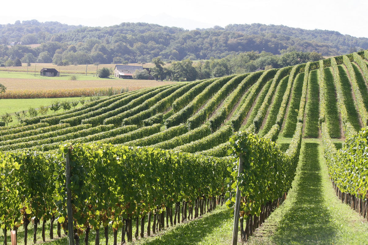 The Jurançon vineyard