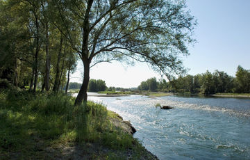 The riverbanks of the Gave de Pau in Summer