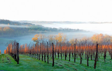 The Jurançon vineyard