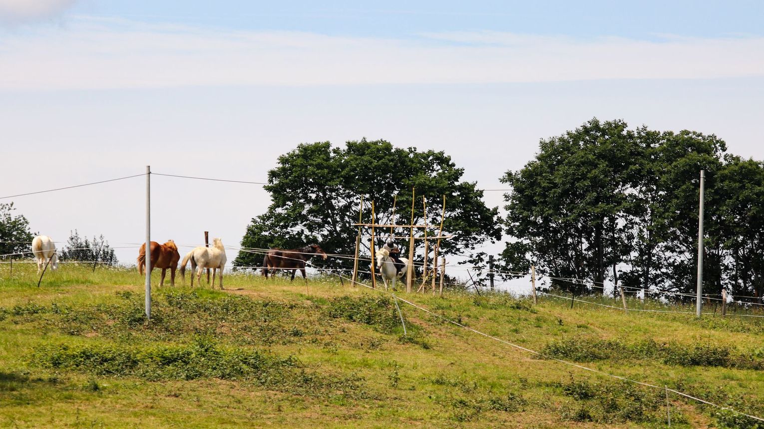 Parc d'aventures à cheval - VIELLESEGURE