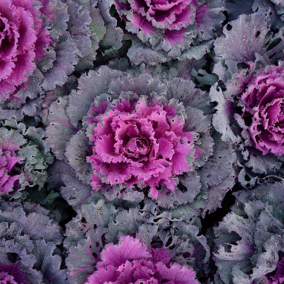 Spectacle : Dans les choux et dans les fleurs - LABASTIDE-MONREJEAU