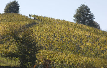 The Jurançon wineyard