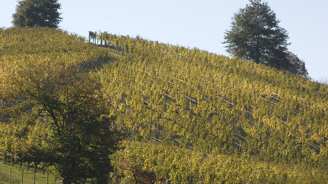 Vignoble du Jurançon en Béarn