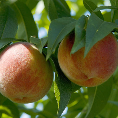 Roussanne peaches