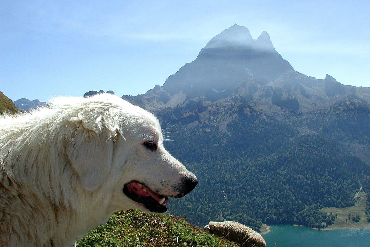 Un perro "Patou des Pyrénées" en frente al Pico de Midi d'Ossau