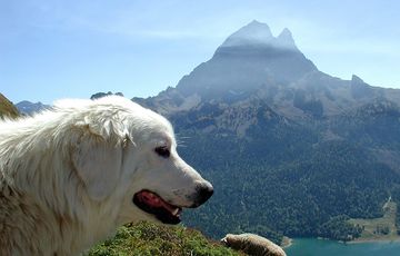 Patou des Pyrénées devant le Pic du Midi d'Ossau