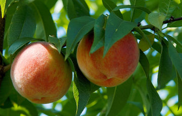 Roussanne peaches