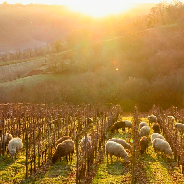 L'hivernale du berger - Monein