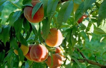 Roussanne peaches