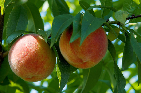 Roussanne peaches