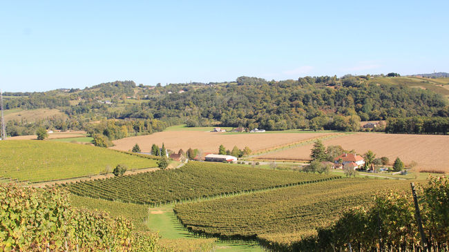 Vignoble Jurançon autour de Monein