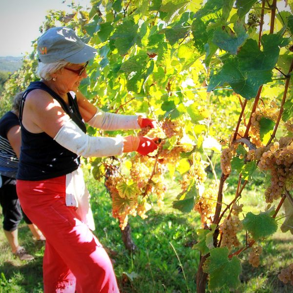 Vendanges Jurançon autour de Monein