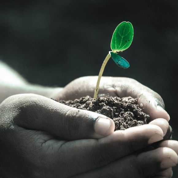 Bourse aux plantes - CESCAU