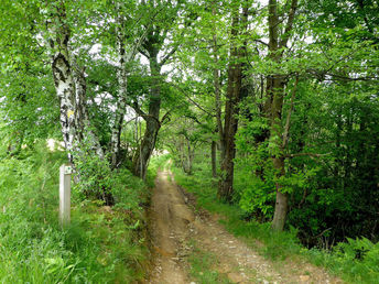 The "From woods to panoramic views" walk