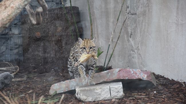 Le zoo d'Asson